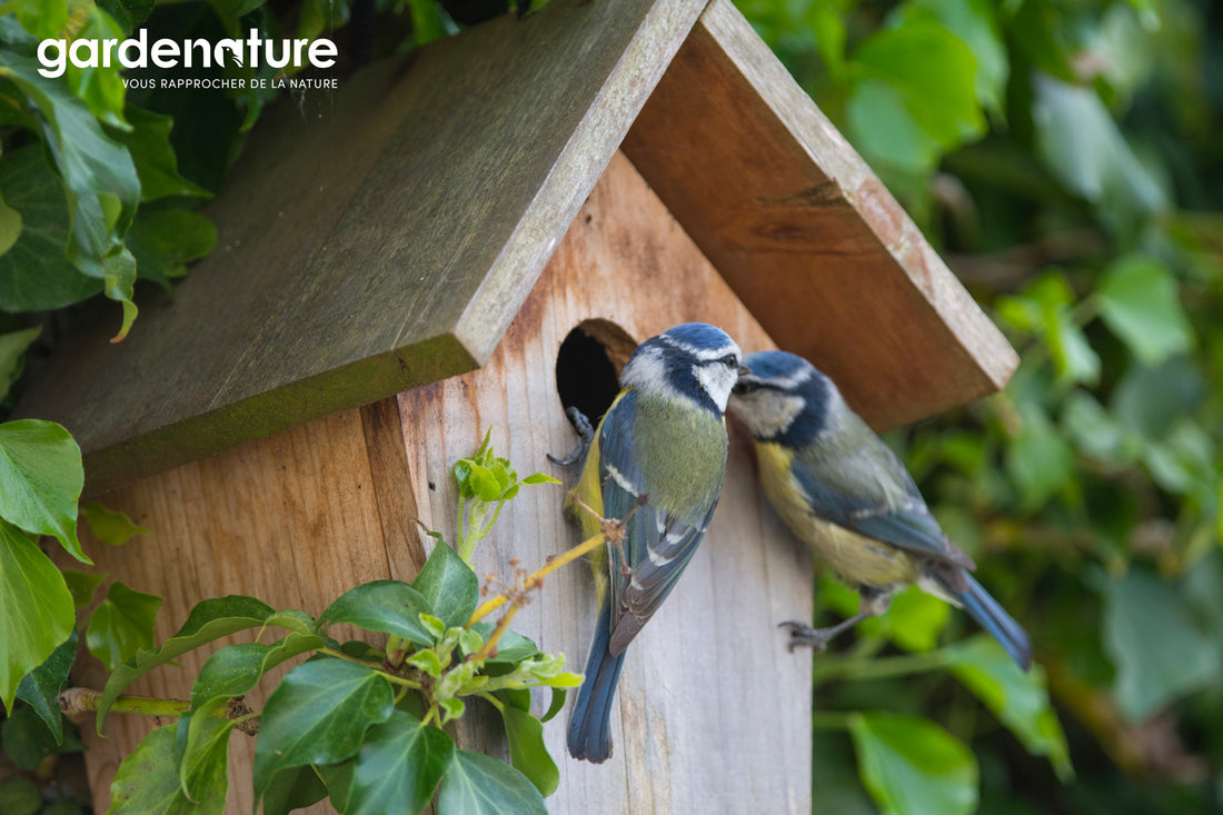 Nichoir à oiseaux : les 10 choses à savoir avant l'installation