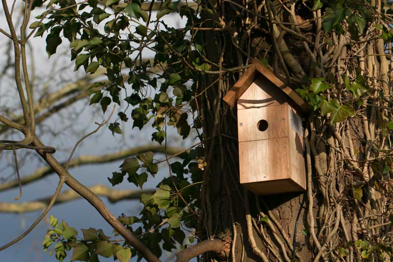Conseils pour l'emplacement et le nettoyage des nichoirs à oiseaux