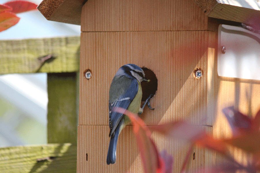 Découvrir les étapes de nidification de la mésange bleue