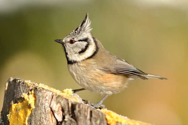 Nichoir à oiseaux : les 10 choses à savoir avant l'installation